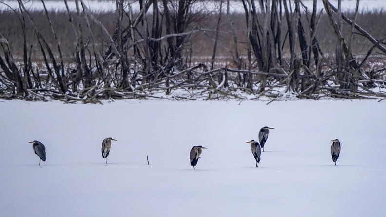 Great Blue Herons, Oxbow Nature Conservancy, Lawrenceburg, Indiana, USA